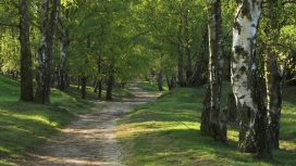 高清晰绿色森林路