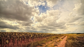 高清晰白云下的种植园黄泥路美景