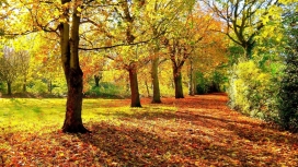高清晰森林秋季美景