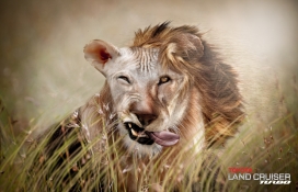 Animal Hair-Toyota丰田汽车平面广告