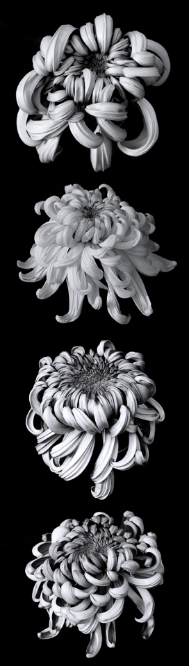 Nine Chrysanthemums九菊花黑白植物照片