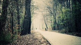 高清晰森林树路壁纸