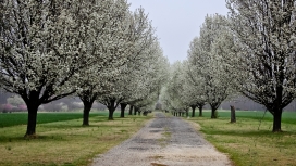 高清晰森林树路壁纸