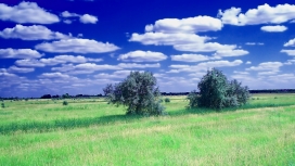 蓝天白云下的野草美景