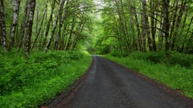 高清晰树林柏油路壁纸