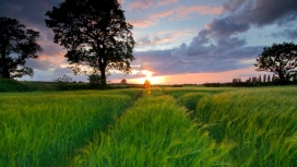 高清晰地平线绿草路