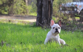高清晰趴着绿色草丛中的法国斗牛犬壁纸下载