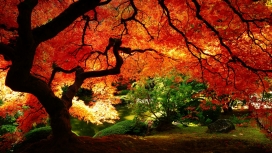 高清晰秋季枫树林美景