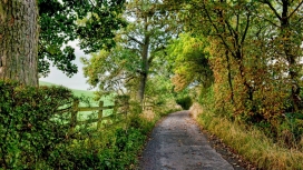 高清晰森林篱笆围栏绿荫路壁纸