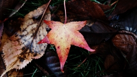 俄勒冈州的枫树枯叶子