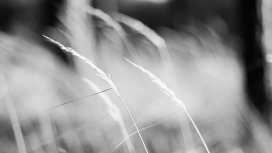 高清晰芦苇黑白壁纸