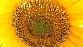https://www.2008php.com/高清晰向日葵花瓣壁纸