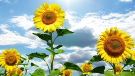 蓝天白云下的向日葵种植地壁纸