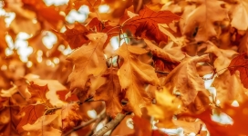 高清晰枯黄叶壁纸