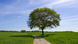 高清晰绿色草地路边树壁纸