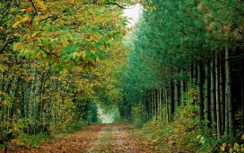 高清晰绿色森林路壁纸