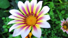 高清晰盛开的紫白花壁纸