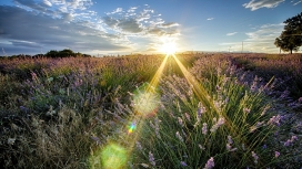 阳光下的薰衣草壁纸