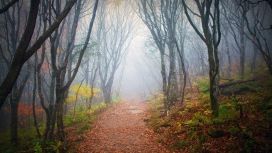 高清晰森林路壁纸