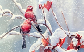高清晰雪枝叶红鸟壁纸