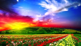 高清晰五彩花圃培育场壁纸