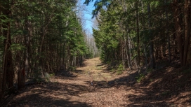 高清晰林路树壁纸