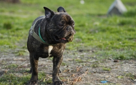 高清晰黑色斗牛犬宠物狗壁纸