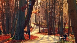高清晰秋季树林公园小路美景壁纸