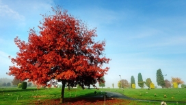 高清晰红树林公园壁纸