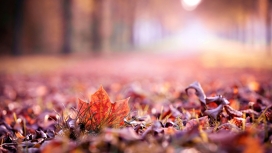 高清晰秋季落叶美景