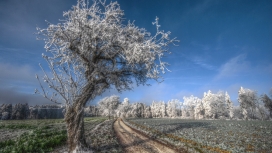 高清晰冷若冰霜的树场