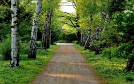 高清晰桦树路草壁纸