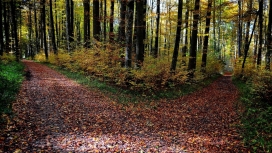 高清晰秋季森林路美景