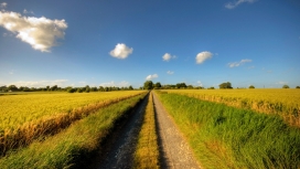 高清晰蓝天下的绿草野外壁纸