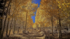 秋天的树林路