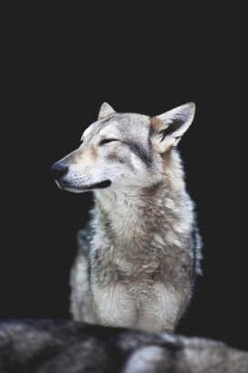 Wolf-狼