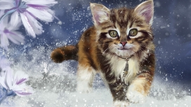 高清晰跳跃猫咪壁纸