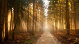 洒满阳光的森林路
