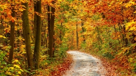 高清晰森林秋季景观