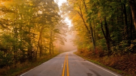 高清晰双黄线森林路壁纸