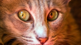 高清晰猫微距写真壁纸