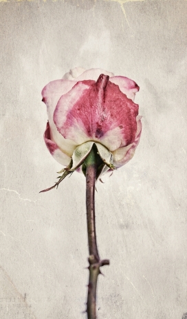 Simplicity-简单花卉