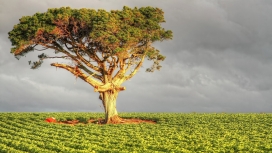 暴风雨云的树木