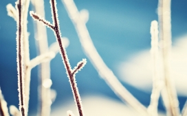 高清晰雪树枝壁纸