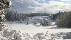 高清晰白色树林壁纸