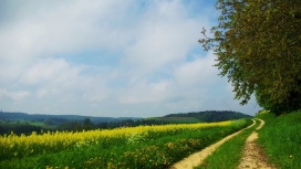 高清晰绿色油菜花小路