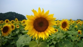 高清晰可爱的向日葵太阳花壁纸