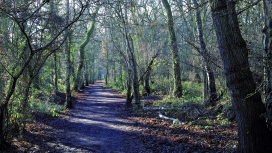 森林桦树树叶路径壁纸