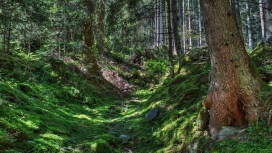 高清晰森林绿色苔藓壁纸