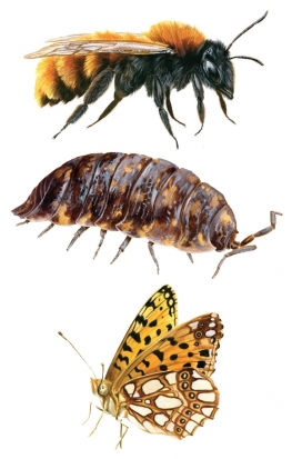 Dune fauna昆虫插画